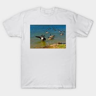 Geese Sitting on Lake T-Shirt